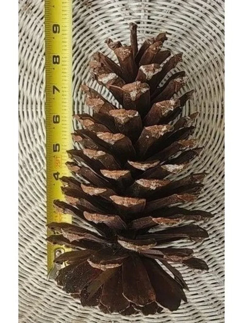 Large Natural North Florida Pinecones (box full)